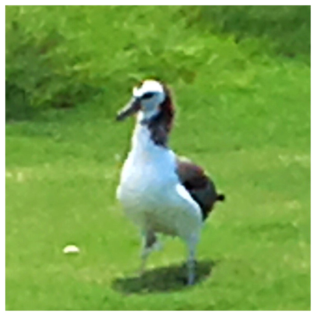 As close as I could get to a dbl eagle, princeville, Hawaii