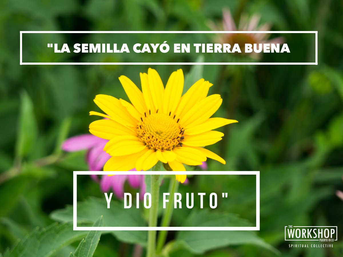 TheWorkshopPR's tweet photo. ¡En cualquier lugar que te encuentres florece y da frutos!

Sal 64

#TheWorkshopPR
#oldcitynewpeople https://t.co/8bTdvtwi9d