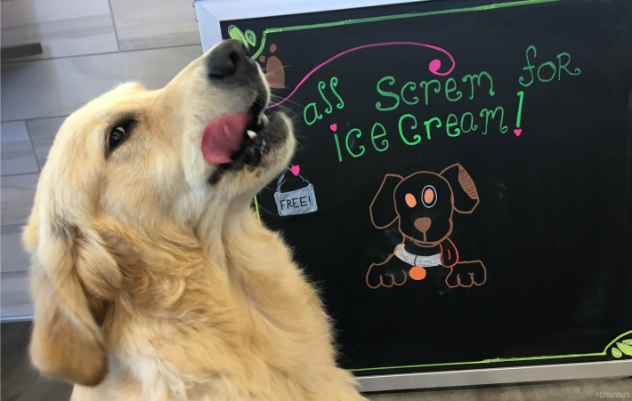 We All Scream for Ice Cream #NationalIceCreamDay at #PetSmart PetsHotel! Golden DELISH! goo.gl/7TSFwz