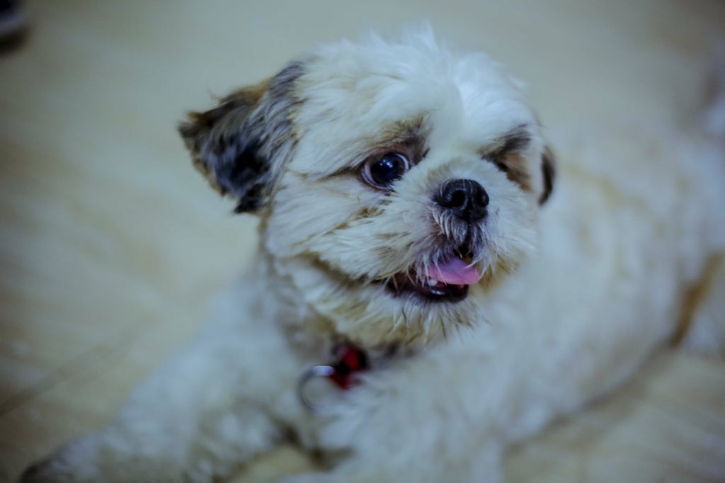 MehraNeer's tweet photo. Dog therapy session 3 @CoHoStayz  in @Delhiuniversit https://t.co/FpzqI7pBfW