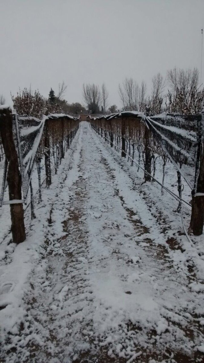 Así amanecimos hoy en la bodega #bodega budeguer #nieve #domingo #amanecerconnieve #paisaje