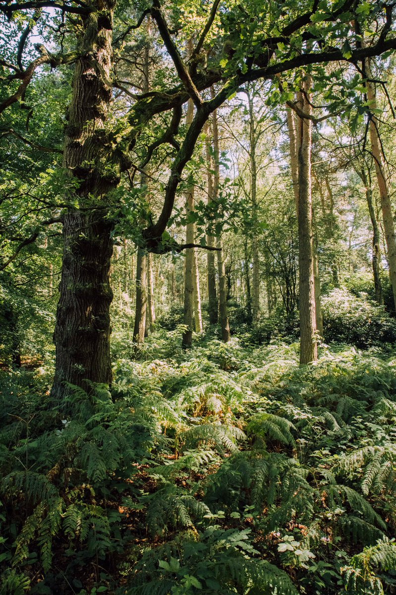 DanukeBlogg's tweet photo. Came across some ferns sunning themselves in the warm sunlight 🌿👌🏻☀️ #SundayMorning #danuke https://t.co/TFAGMkCmLa