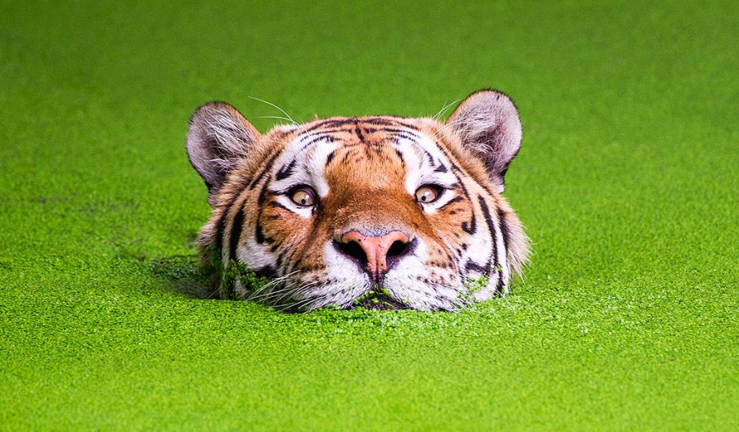 Good morning, "Tiger in the Green" by Søren Nielsen. #Tiger #Green #swimming #wildlife #zoo #water