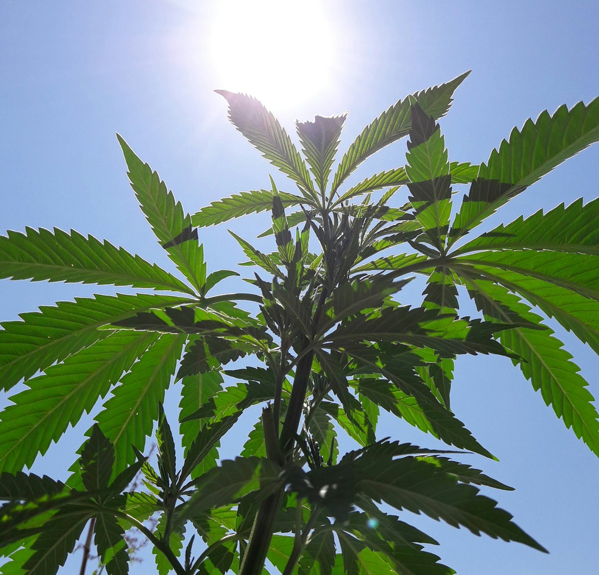 Apez140's tweet photo. @CannaGrowerEH @GeaSeeds @lamotagrow @PhiloSeedsFR @RUNKANNABIS @GrowAlchimia @newsweedFR @BaptisteDr @AdrycManellson @Cannapedia_cz Bonne soirée Canna et Amis.
Ici #SpitfireOne De @GreenbudSeeds, #Outdoor 100%, au soleil de Cantabria.
Paix et Graines:-))) https://t.co/BY2qbSVGrz