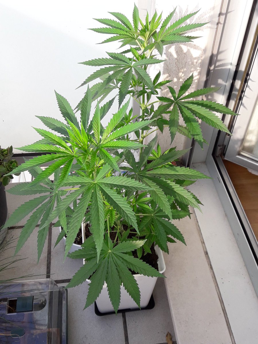 Apez140's tweet photo. @CannaGrowerEH @GeaSeeds @lamotagrow @PhiloSeedsFR @RUNKANNABIS @GrowAlchimia @newsweedFR @BaptisteDr @AdrycManellson @Cannapedia_cz Bonne soirée Canna et Amis.
Ici #SpitfireOne De @GreenbudSeeds, #Outdoor 100%, au soleil de Cantabria.
Paix et Graines:-))) https://t.co/BY2qbSVGrz