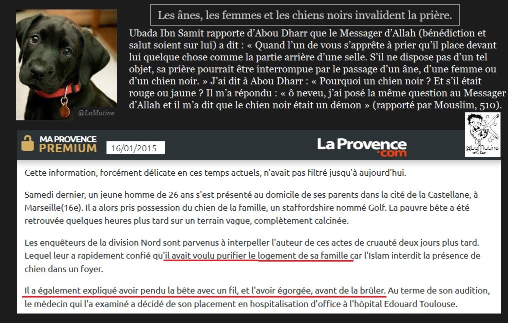 Les Tailles Et Couleurs Du Chien En Rêve Sens Et