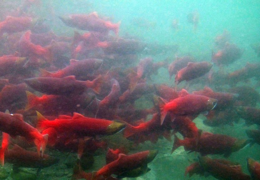 FSologists_AK's tweet photo. “Red Horde” swims through Nome escapement goals; managers predict strong silver run
https://t.co/XTmPF0grSG
#redhorde https://t.co/uvK4vTMwfS