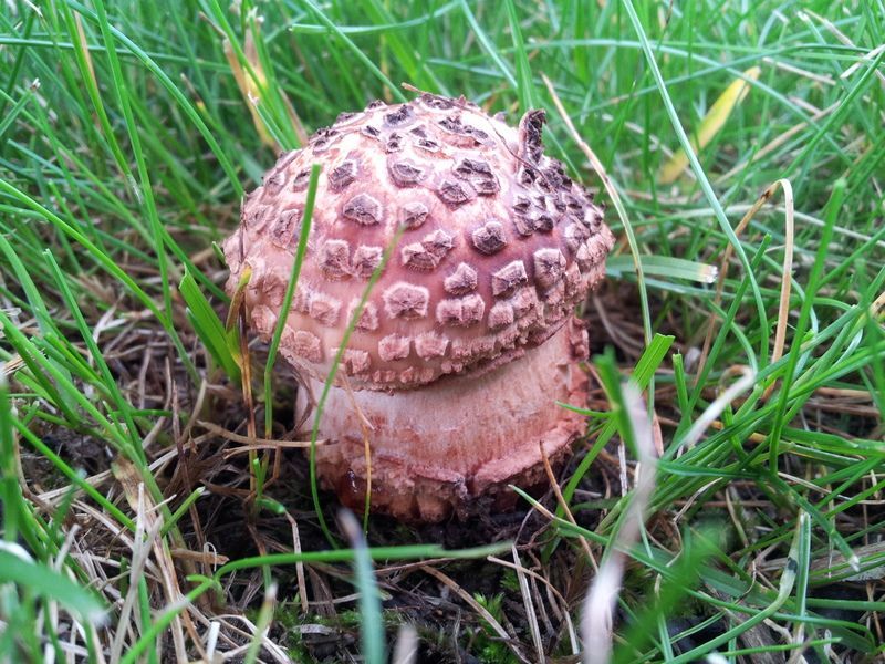 Steemit On Twitter Beautiful Backyard Mushrooms Steemit Https