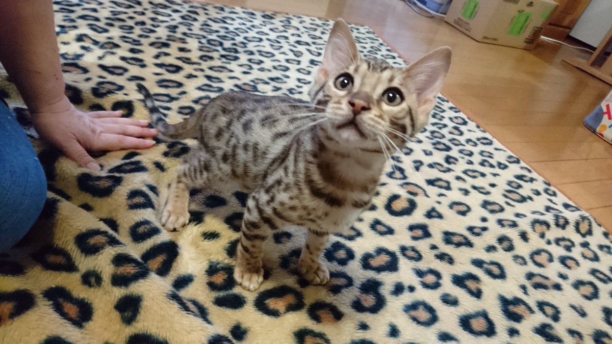 ooooliveeee's tweet image. 滋賀のブリーダーさん宅に見学にいった時の初対面チャーリー。お兄ちゃんになって、何となく顔つきは変わってきたけど、面影はまだあるね(*´ω｀*)❤ #ベンガル猫だらけ #チャーリーと初対面