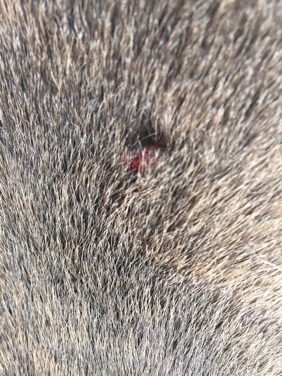 Jaspergratt's tweet photo. I got attacked and injured by an off lead dog, who's owners didn't retrieve when asked #sad #hurt #didntneedtohappen 😡 #bloodyhumans https://t.co/1nTXrJkYxU