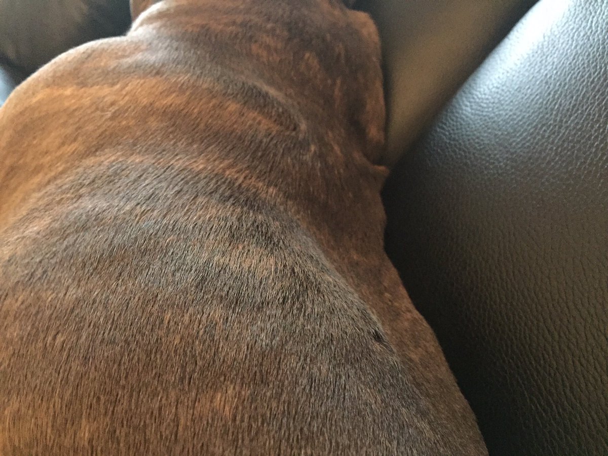 Jaspergratt's tweet photo. I got attacked and injured by an off lead dog, who's owners didn't retrieve when asked #sad #hurt #didntneedtohappen 😡 #bloodyhumans https://t.co/1nTXrJkYxU