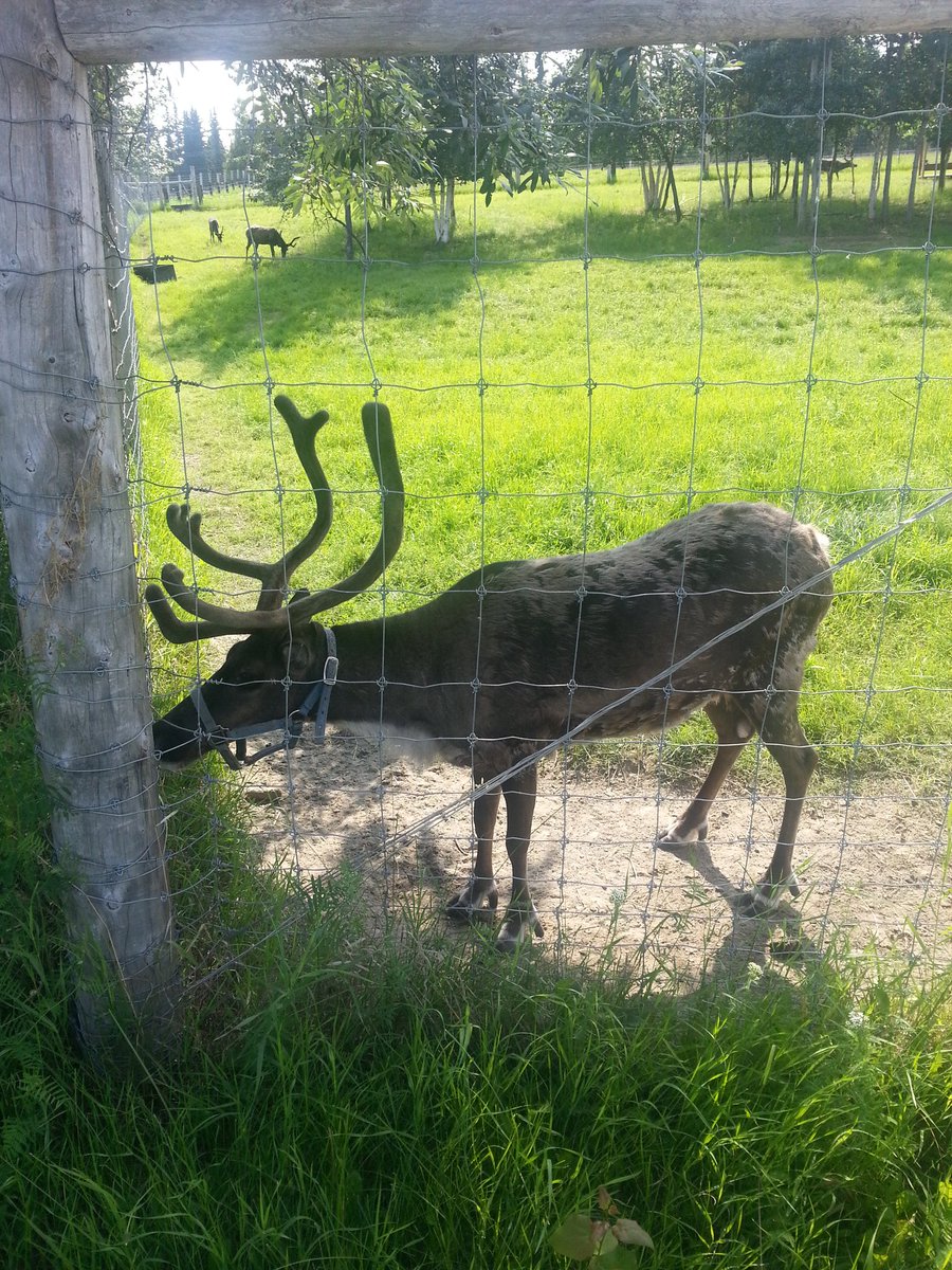 PalladinoP11's tweet image. Went to UAF's #LargeAnimalResearchStation saw Muskox and Reindeer #2alaska #meandmom