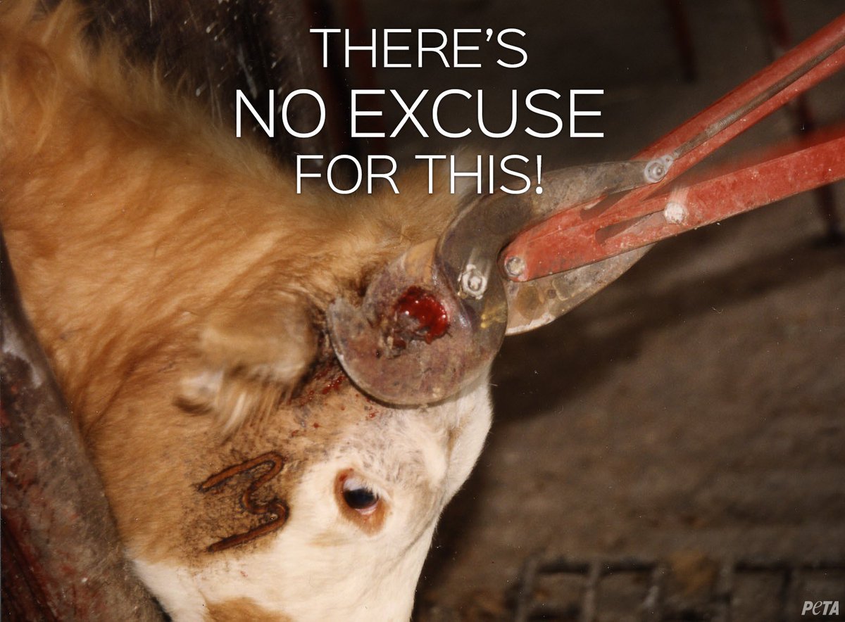 peta's tweet image. The dairy industry doesn't want you to know about "dehorning." peta.vg/2053 #DairyIsScary
