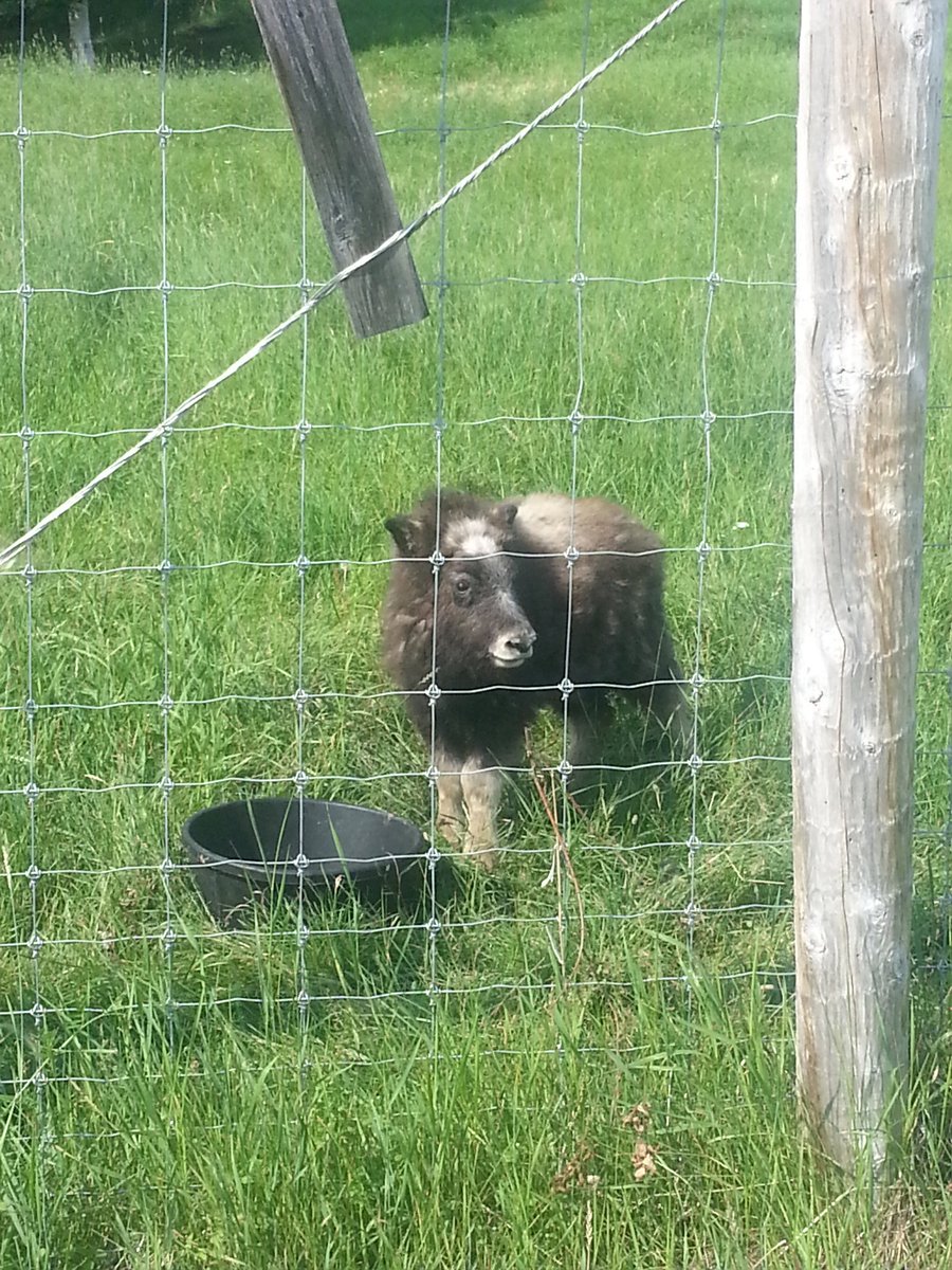 PalladinoP11's tweet image. Went to UAF's #LargeAnimalResearchStation saw Muskox and Reindeer #2alaska #meandmom