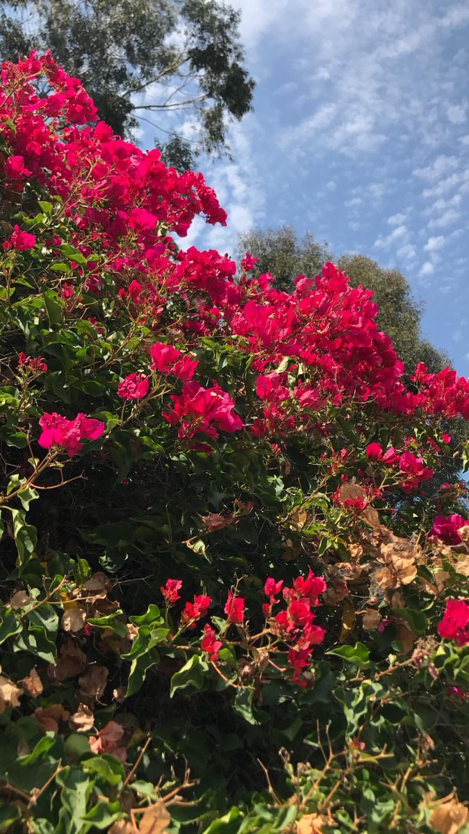 DE446dvXYAAXfFh.jpg (675×1200)