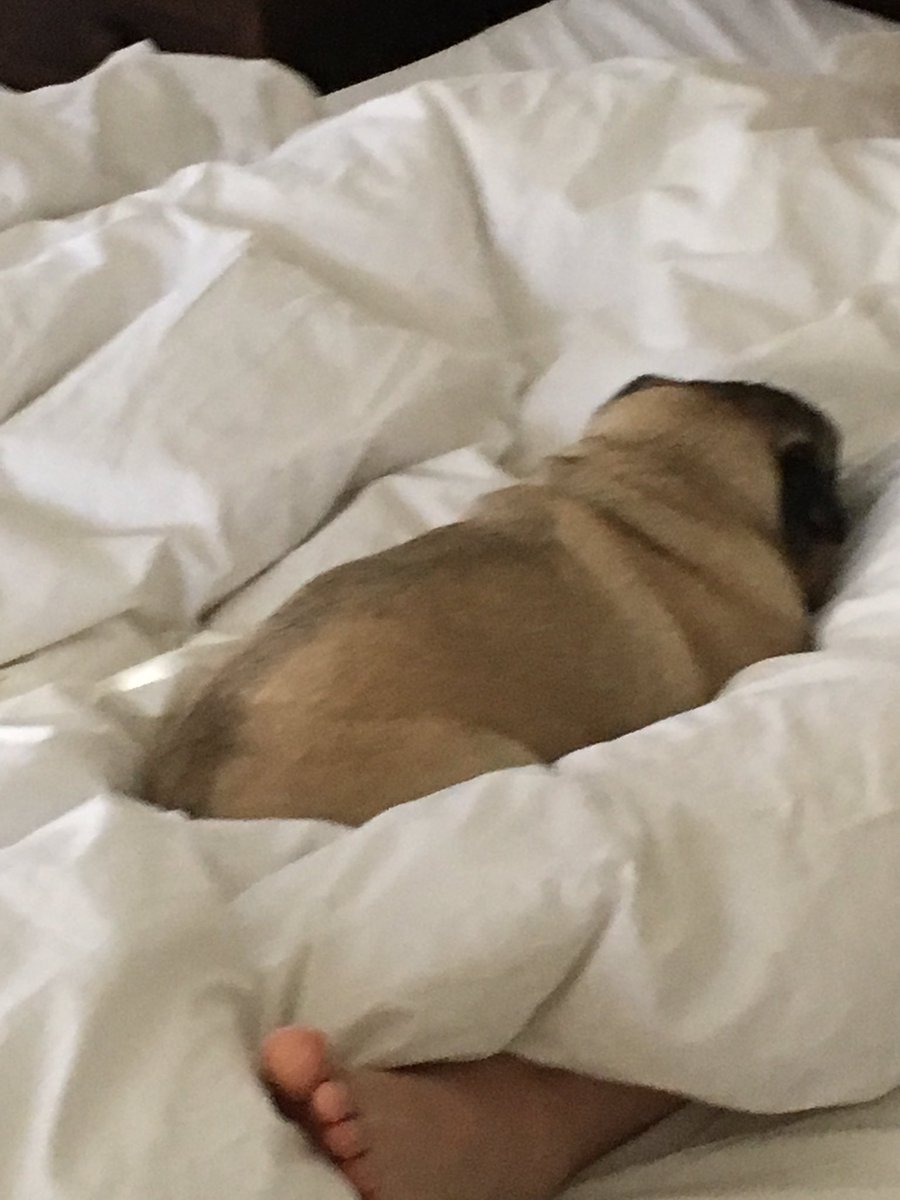 SpankandLish's tweet photo. Soooooo comfy #pug #puglovers #puglife #pugfestmanchester #pugchat https://t.co/gbyDjY1aNO