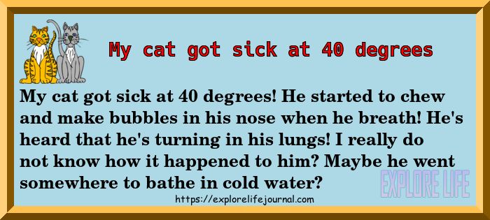 MyCatHappy's tweet photo. My #cat got #sick at #40 degrees! He started to chew and make bubbles. Maybe he went somewhere to bathe in cold water? https://t.co/oMyskiypqM