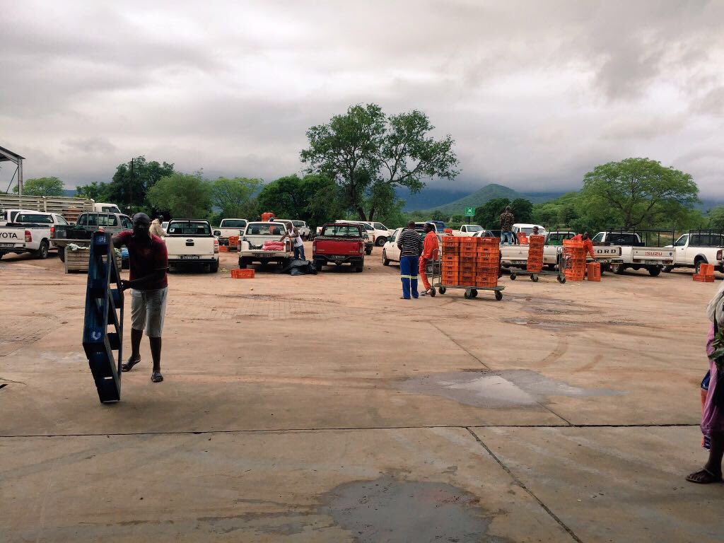 TommievanZyl's tweet photo. In #Limpopo#ZZ2 enables work with #RegionalMarkets managed by #FGX #Mooketsi #Polokwane. 10k traders in cashless trades! #jobs #foodsecurity https://t.co/lCqQCj8Vjw