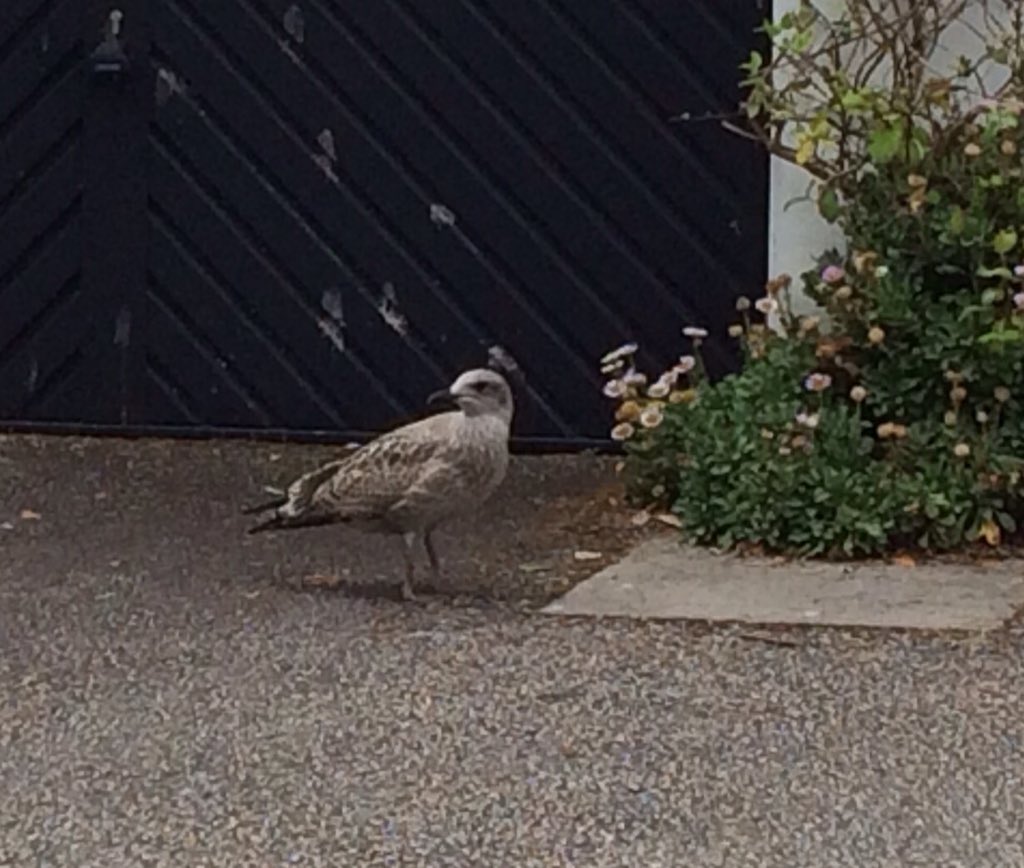 carolmmartin10's tweet photo. I saw this cute baby seagull today strutting his stuff #Larophile https://t.co/VPqhSZDMhc