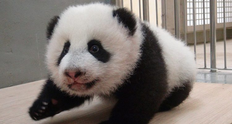 Esto es un bebé panda. No tiene nada que ver con nuestro contenido. Pero es un bebé panda. Y es hermoso. Muy hermoso.