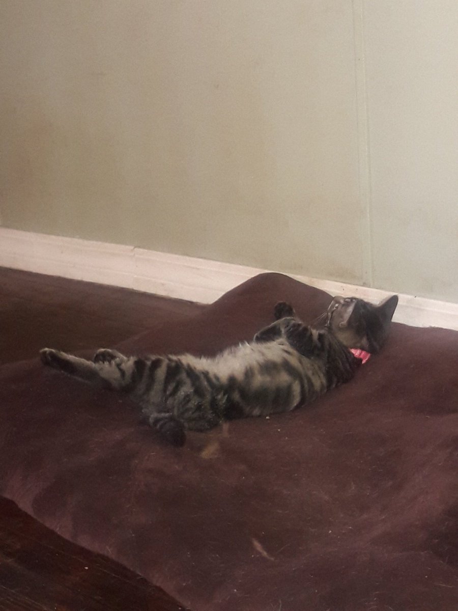 1plexus4jessi79's tweet photo. My kitten playing on the dog bed. She's such a weirdo... Lol 😂😂😂😂😂 #catwithissues #catsanddogs #allmypetsareweird #Ilovethemanyway https://t.co/PgrO8GSnHI