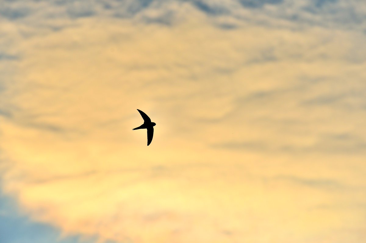 Some recent Swift images from my session last week - great to see them using the Swift bricks! <a href="/SaveourSwifts/">Save Our Swifts</a> <a href="/Natures_Voice/">RSPB</a> <a href="/WildlifeMag/">BBC Wildlife</a>