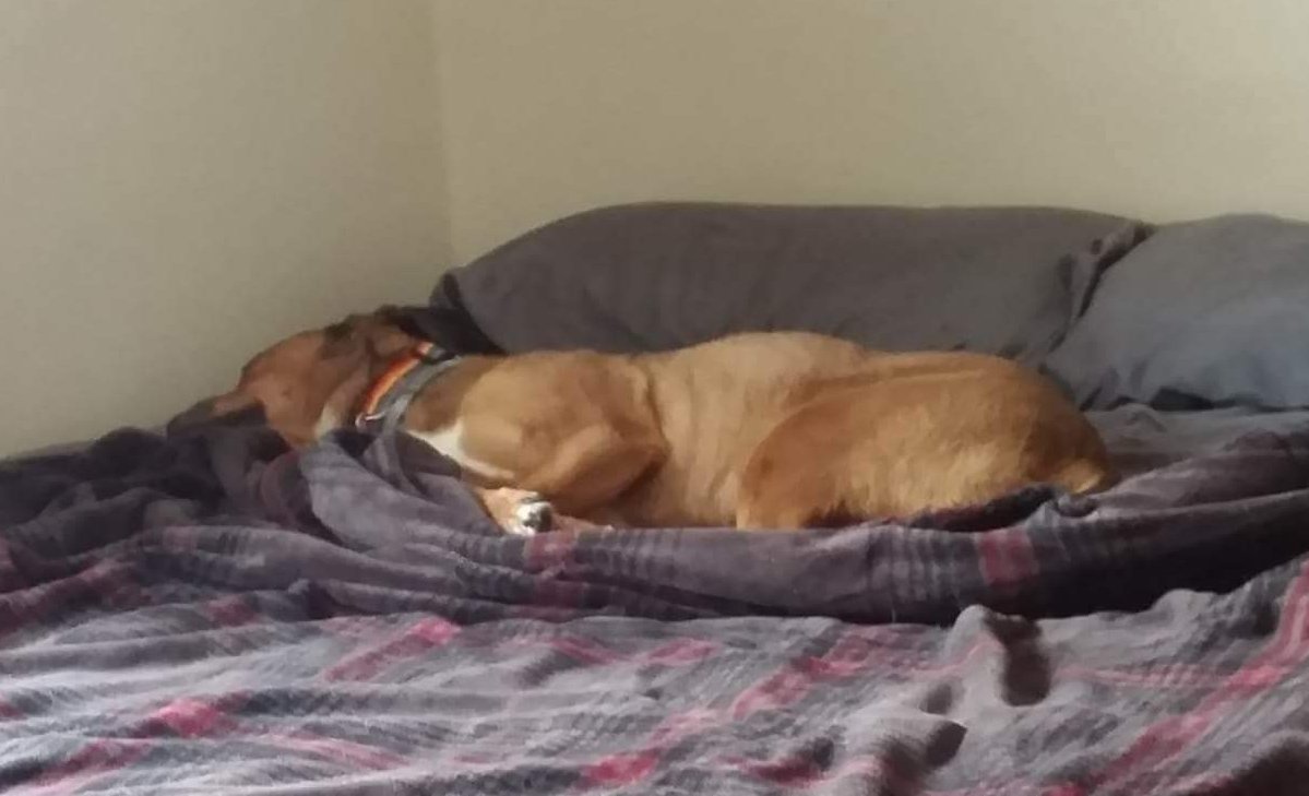 Mom's at work and Girl is too busy doing stuff to pay attention to me... guess I'll sulk in mom's bed.