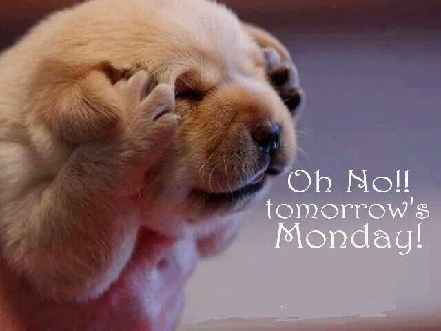 Little0Secrets's tweet photo. Weekends go to quick!!
#mondaytomorrow #ohnomonday #ohno #help #sundaynight #anotherweek #weekendsgone #quick #mondaymornings #holiday https://t.co/ESH26jVfep