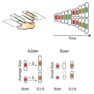 mmw_lmw's tweet photo. Assaying #CellVolume & #CellCycle: Geometric Confinement to Linearize growth | MinWu @NUSingapore @CellReports https://t.co/gYQIDhey25 https://t.co/8UStrqDwKj