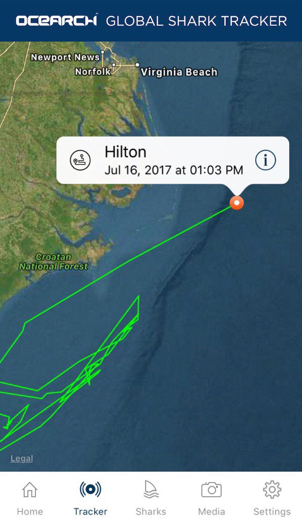 HiltonTheShark's tweet image. What's up OBX?!? I'm living life on the edge. @OCEARCH @ChrisOCEARCH