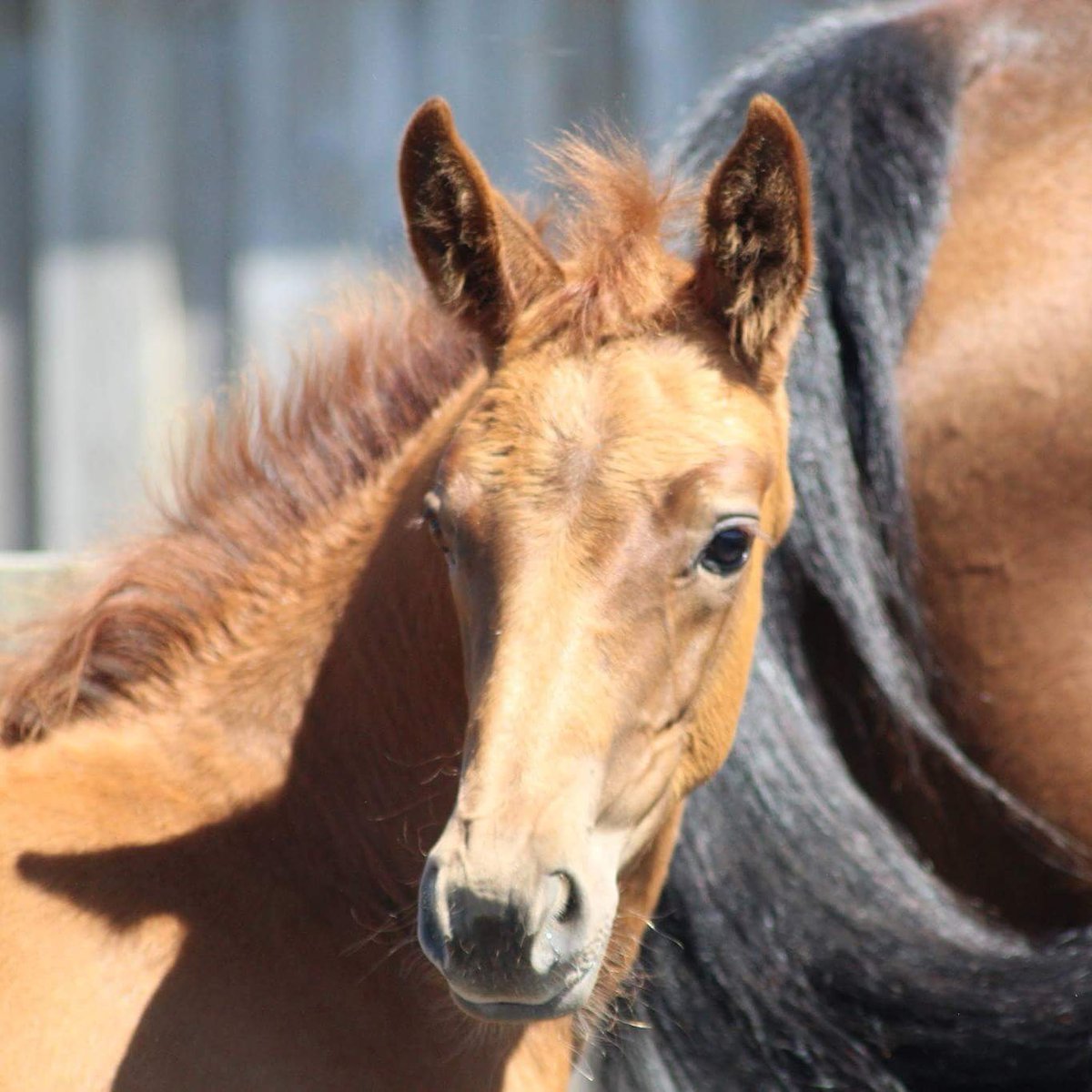 moor_carly's tweet photo. Stunning selection of foals for sale https://t.co/nOu5nKwfL9 https://t.co/hfGYIWJBu8