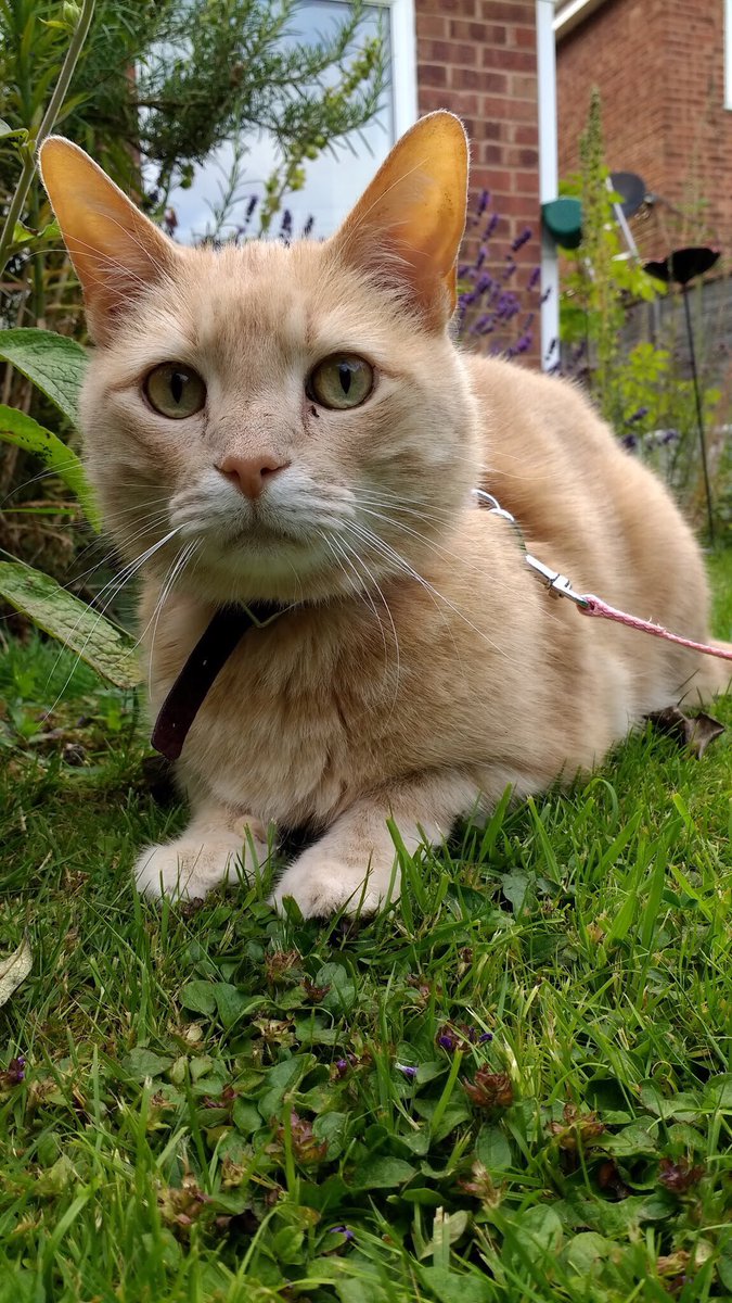 RoboCatBiscuit's tweet photo. #BiscuitHoliday #onthelead #cats #CatsOfTwitter https://t.co/Yl4967SRet