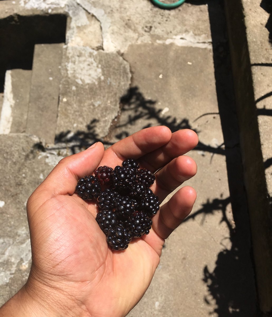 __mclc's tweet photo. pick berries and ride busses
#SFin5words https://t.co/So9PAgz96o