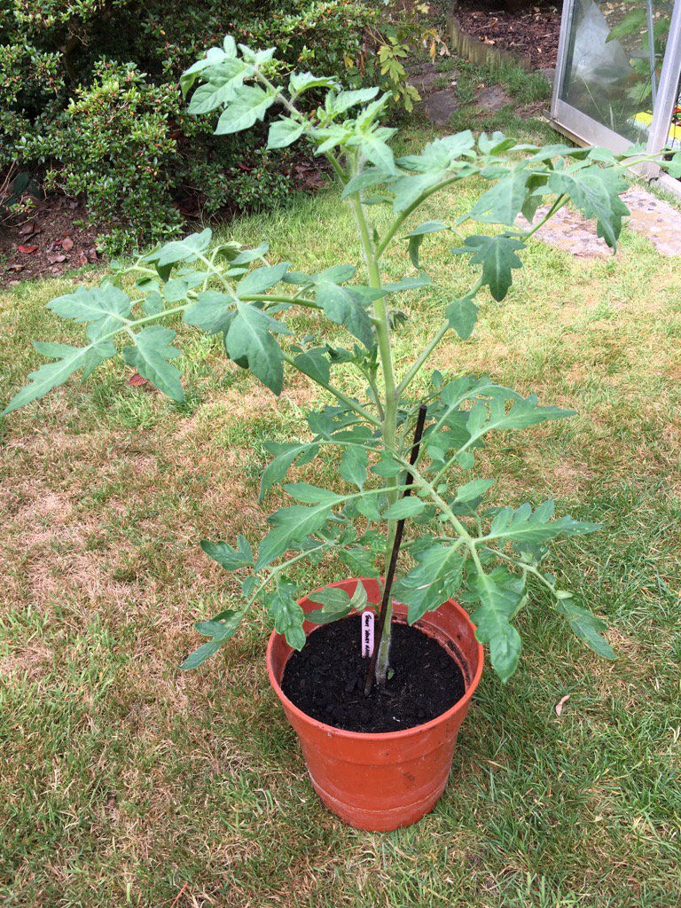 Kategregs tweet media