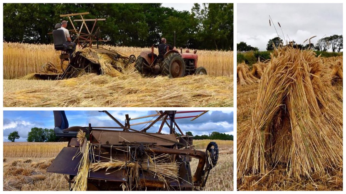 Cutting stooks of corn for thatching here at #SouthMolton brings nostalgia for days gone by - photo #BriamThompson