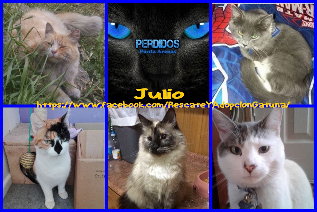 #PuntaArenas #puq poco dias de julio 😟 muchos EXTRAVIADOS info #FB facebook.com/RescateYAdopci… RT <a href="/picadaspuq/">Datos Puq</a> <a href="/Animalperdidocl/">Mascotas Perdidas</a> <a href="/MascotasCl/">buscando mascotas</a>