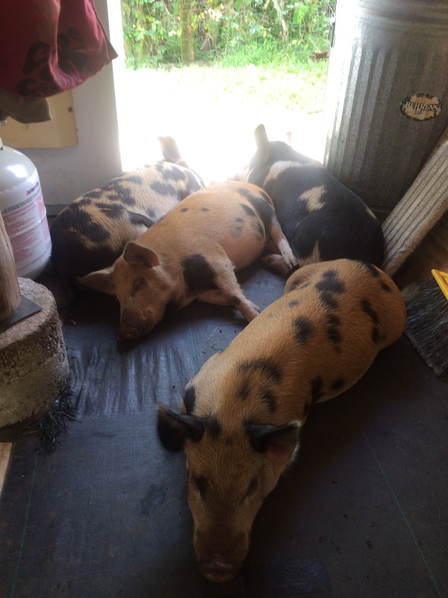 MalaikaSRI's tweet photo. Sunday morning pigs living their #bestlife
#kunekune #hawaii #farmlife https://t.co/1WE7QtJ9SU