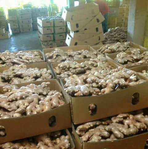 EmpireFruit's tweet photo. Available now Indonesia ginger ! https://t.co/foi8KUDKT8