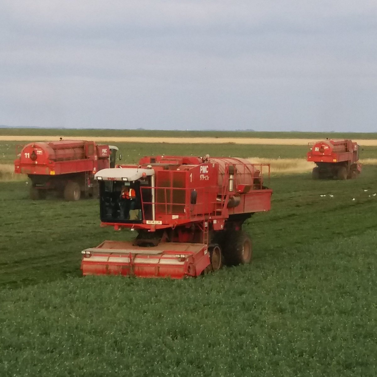 Sunday night vining <a href="/HMCPeas/">HMC Peas</a>