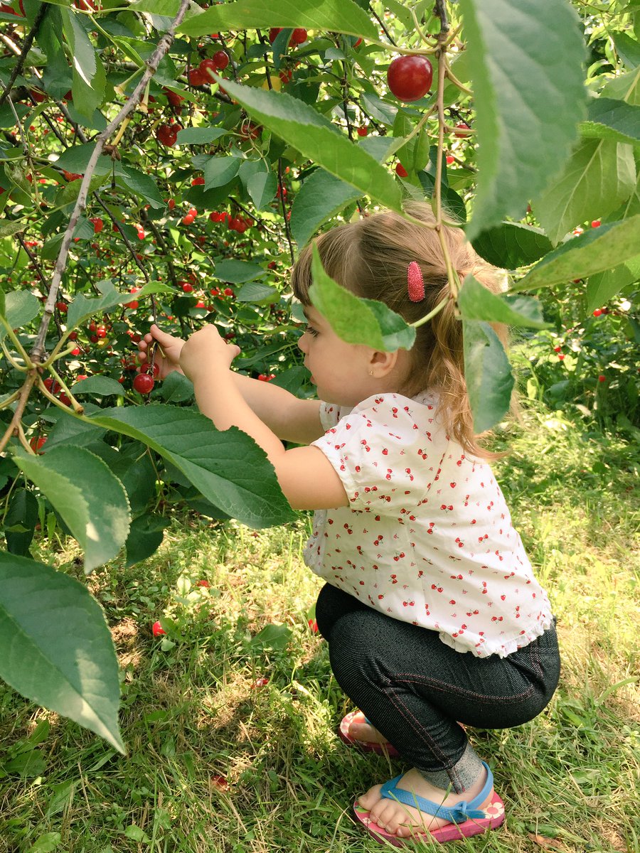 No one's too young for u-pick tart cherries at <a href="/BrookwoodFF/">Brookwood Fruit Farm</a>