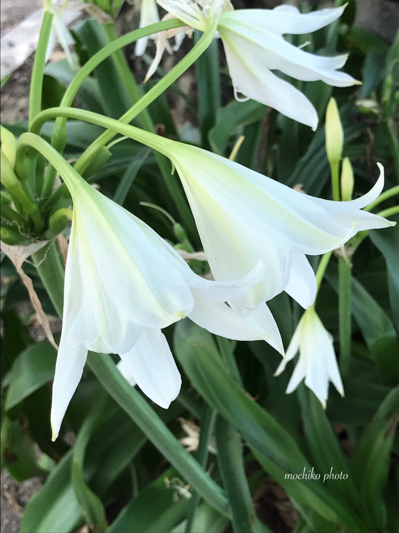 さくら餅子 Ar Twitter アフリカ浜木綿 インド浜木綿 ヒガンバナ科 南アフリカ原産 初夏 夏 厚い線状の葉の間に伸びた 太く長い茎に 百合に似た花が十数輪 放射状に咲く 浜辺で咲く浜木綿の仲間 花言葉は同様 あなたを信じます どこか遠くへ 汚れがない 良い一