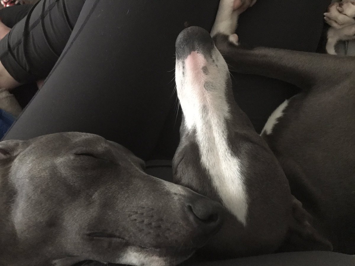 WetheHums/On Holiday (@wethehumanities) on Twitter photo <a href="/MillerLyndsay/">Lyndsay Miller</a> (what do you say folks, one last whippet photo for the sweet souvenir?) 🐶 <a href="/MillerLyndsay/">Lyndsay Miller</a> (what do you say folks, one last whippet photo for the sweet souvenir?) 🐶