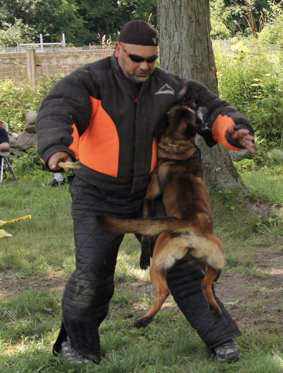 K9DecoyForHire's tweet photo. New Amsterdam's Mika w @terrybocai #k9unlimited #bushidok9 #decoyforhire #malinois #perfecttargeting #psak9 https://t.co/2h2uvTZpf8