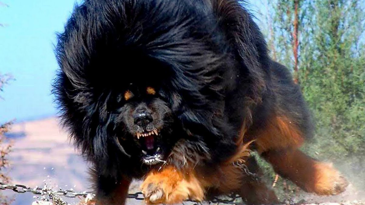 top 10 strongest dogs