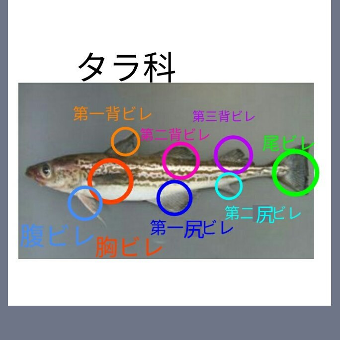 Twitter पर 歩く魚図鑑 主な魚のヒレの名前