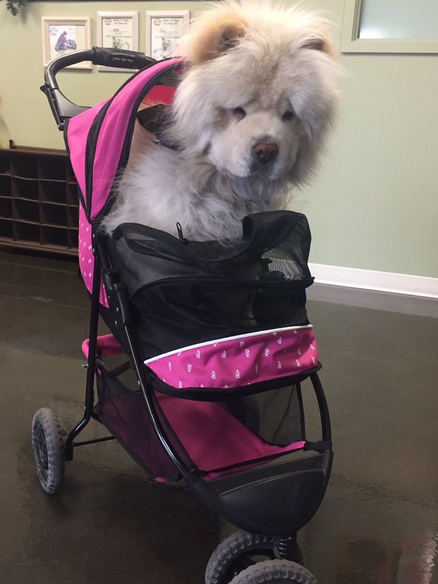 dog in baby carriage