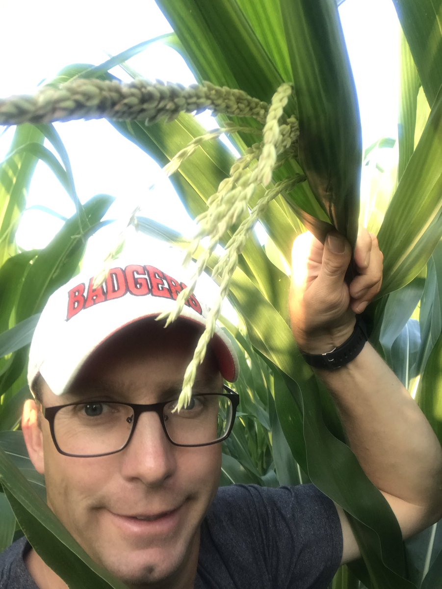 DannyBrisky's tweet photo. We have tassels!! #asgrowdekalb #moneygrowsinrows https://t.co/wGcH9USChL