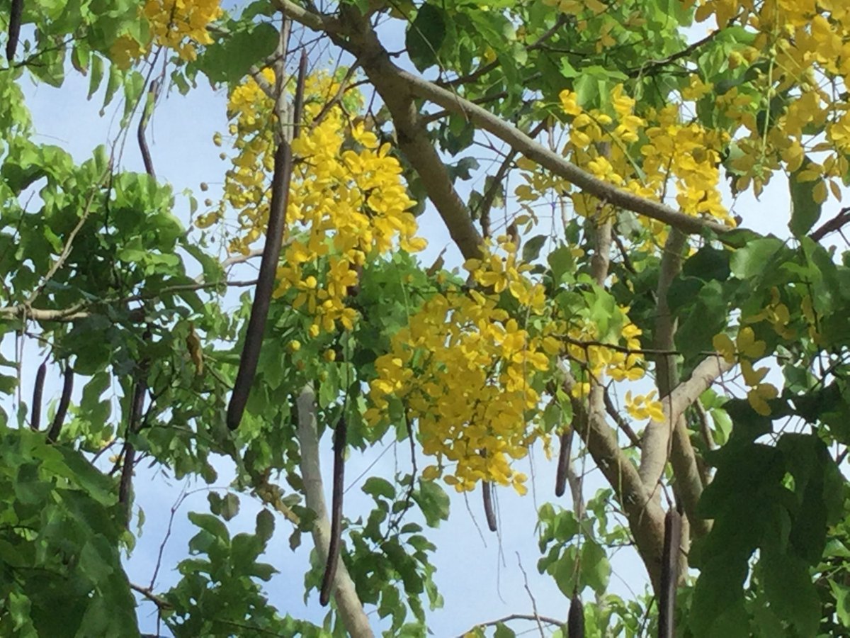 Honda Cars 沖縄 Ar Twitter 美ら花だより ナンバンサイカチ 別名ゴールデンシャワーツリーの木が黄色い花を咲かせ始めました 今 県内あちこちで咲いていますよ O 7 14沖縄タイムスでもゴールデンシャワーの写真が配信されています ナンバンサイカチ