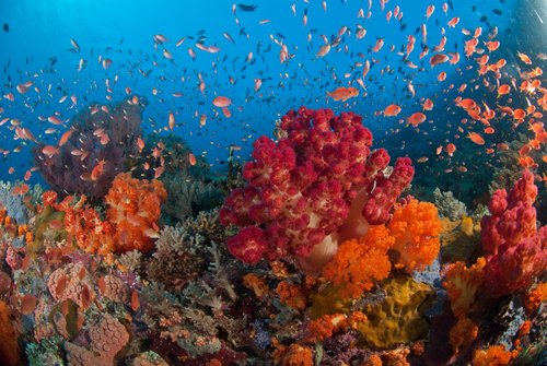 Healthy reefs are not a mere tourist attraction - they are key to the well-being of coastal communities &amp; ecosystems wrld.bg/iGkQ30bmImf