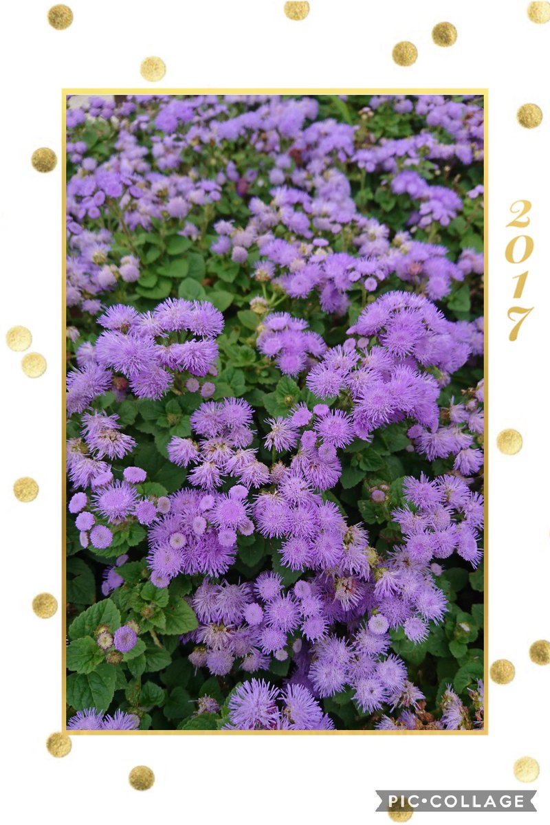 ট ইট র 55 今日のお花 アゲラタム キク科 紫色のモフモフですね O O 花は５月 10月と長く楽しめるそうです O O 花言葉は 信頼 アゲラタム 紫色の花 ７月 信頼 紫色のモフモフ